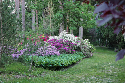Plants Plants